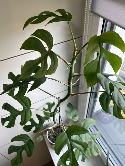 Rhaphidophora tetrasperma, Monstera 'Minima', filodendron 'Minima'