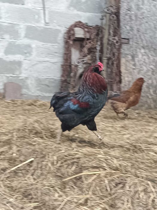 Sprzedam koguta araucana