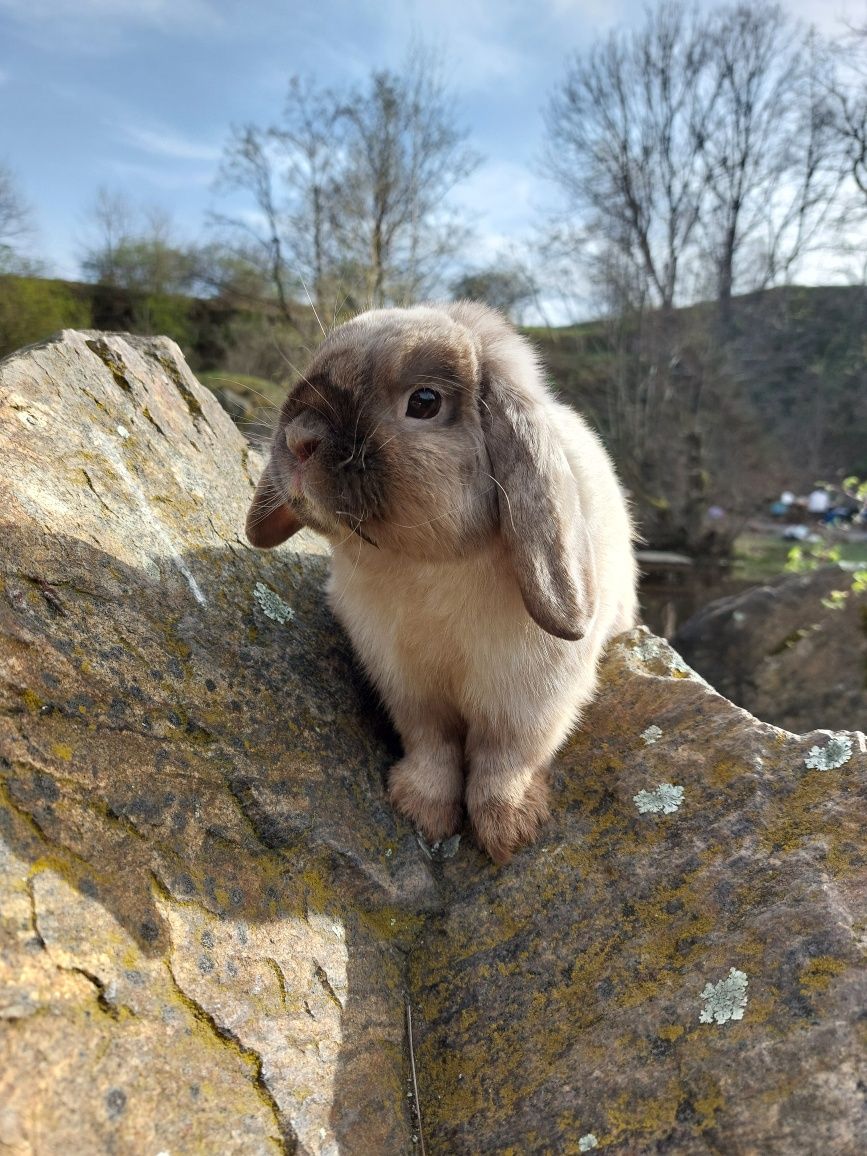 Królik Baranek Miniaturka MINI LOP