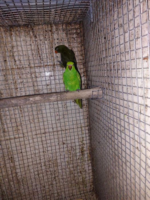 Cede-se fêmeas Loris