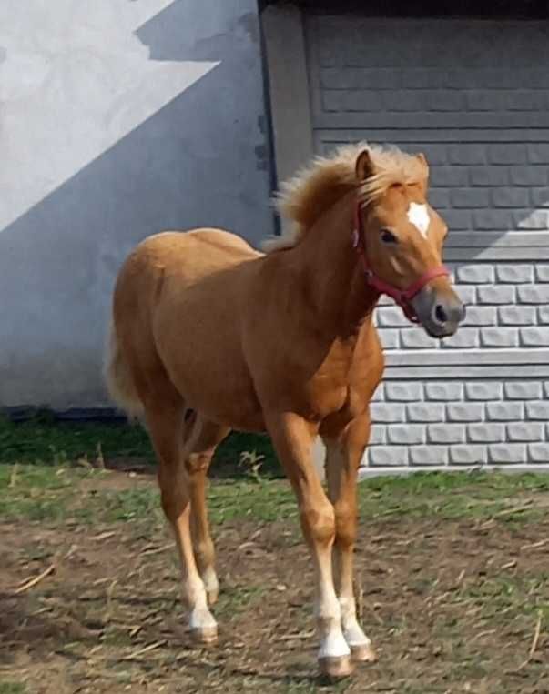 Ogier haflinger ogierek Bakster