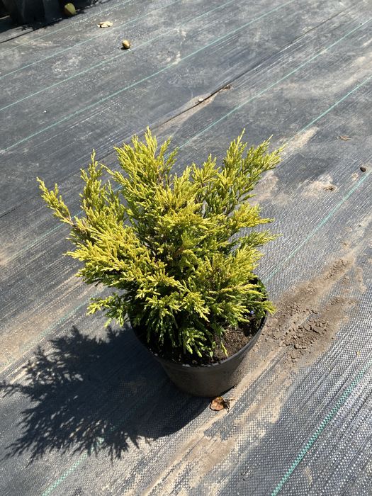 Ялівець/можевельник «Лайм Глов»