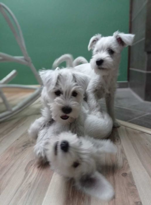 sznaucer miniaturowy miniatura sznupek biały samiec piesek pies