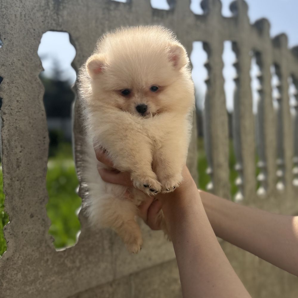 Хлопчик шоу класу тип ведмедика