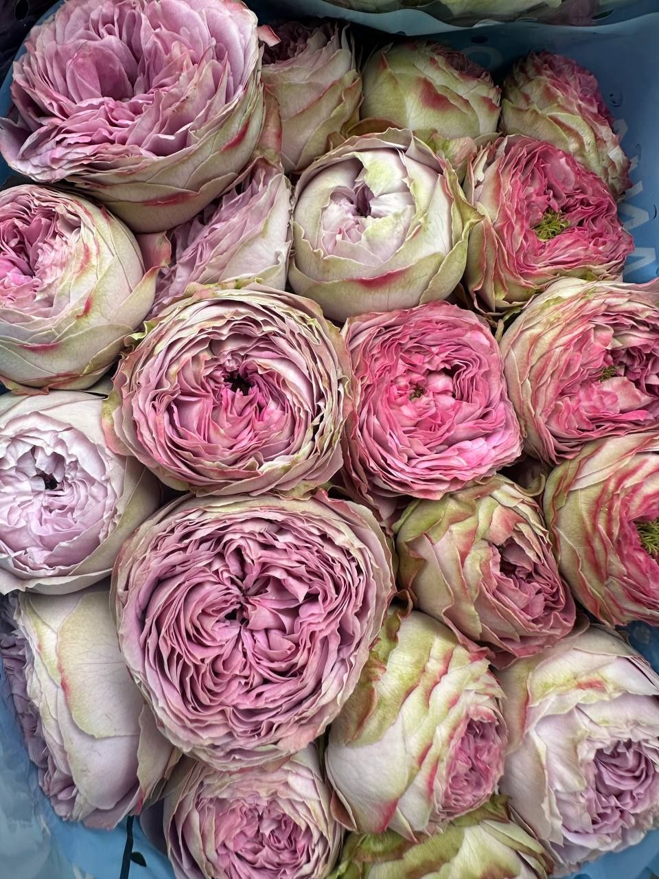 Роза опт, гур, розница, букети