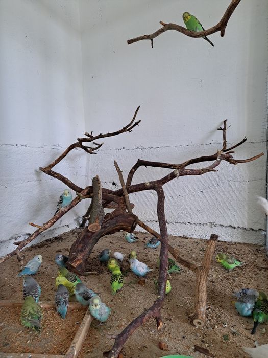 Młode papugi faliste – różne kolory, zdrowe i piękne