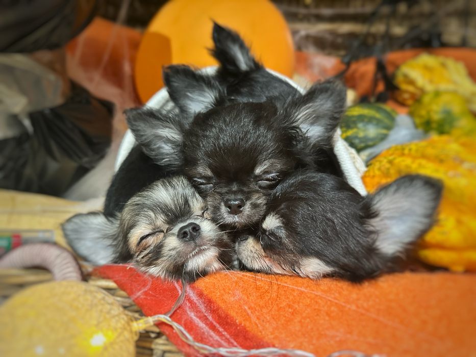 Chihuahua Długowłosa dziewczynka *ZKwP FCI*