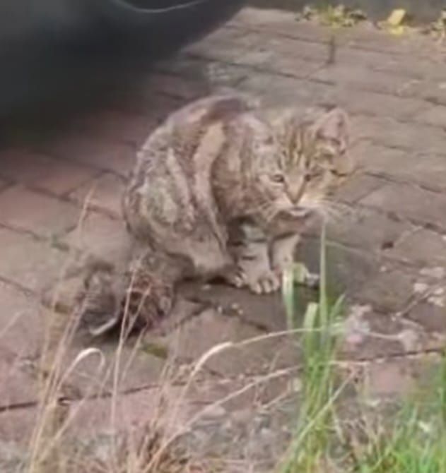 Kotek do adopcji