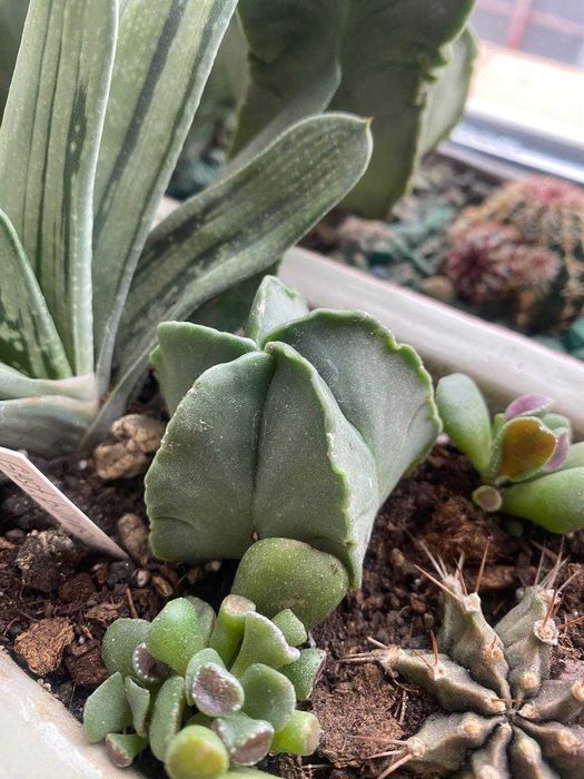 Кактусы, комнатные растения суккуленты