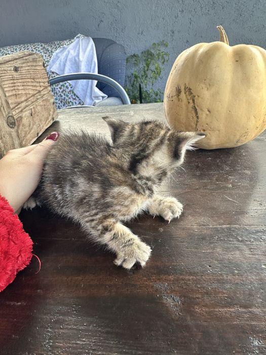 Dá-se uma gatinha