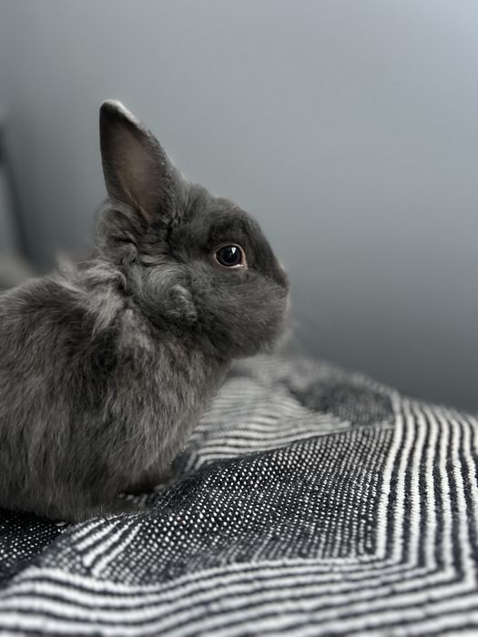 Oddam szarego królika