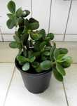 Planta Natural Jade (Crassula Ovata), atrai a sorte e o dinheiro