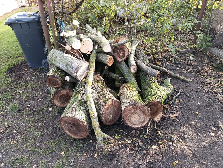 Drewno opał  orzech