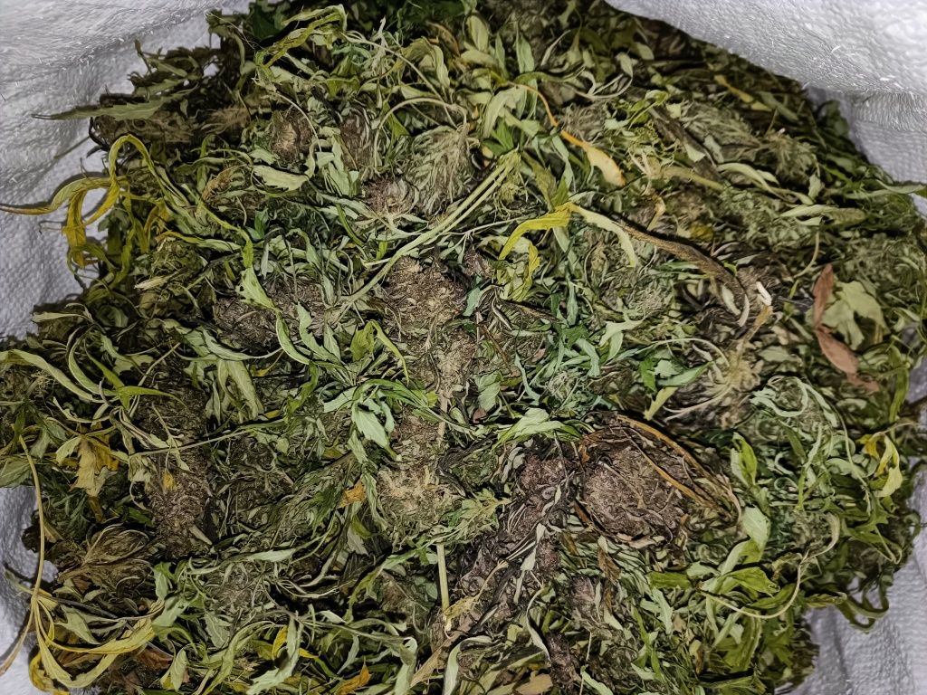 1 kg suszu konopi zawierającwgo CBDV i CBD