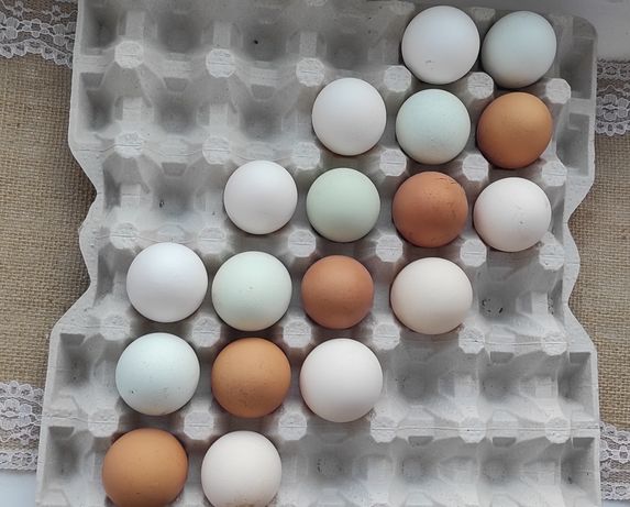 Jaja lęgowe tęczanek, zagrodowych, Zielonozki Kuropatwiane, mix