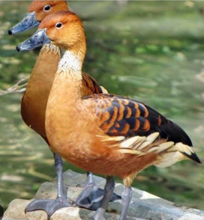 Gansos perus galinhas fracas cisnes