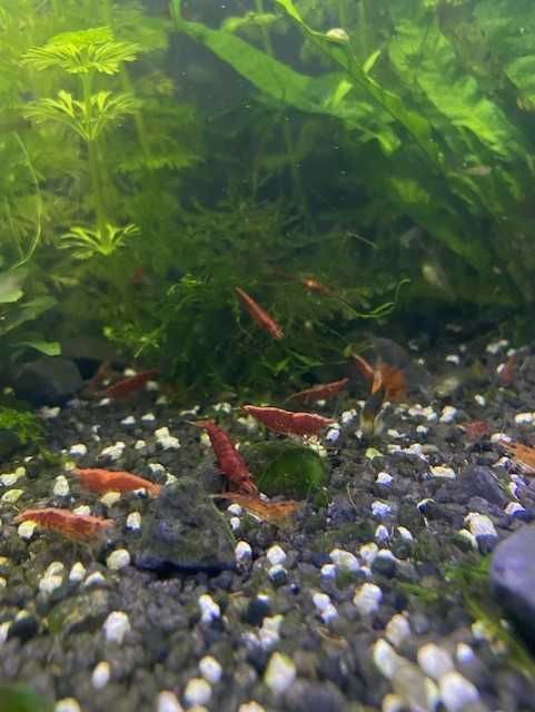 Camarões Neocaridina Red Cherry