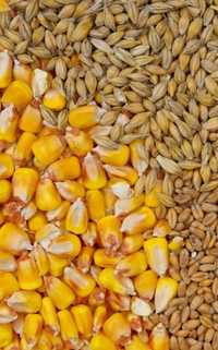 Ячмінь,пшениця,кукурудза