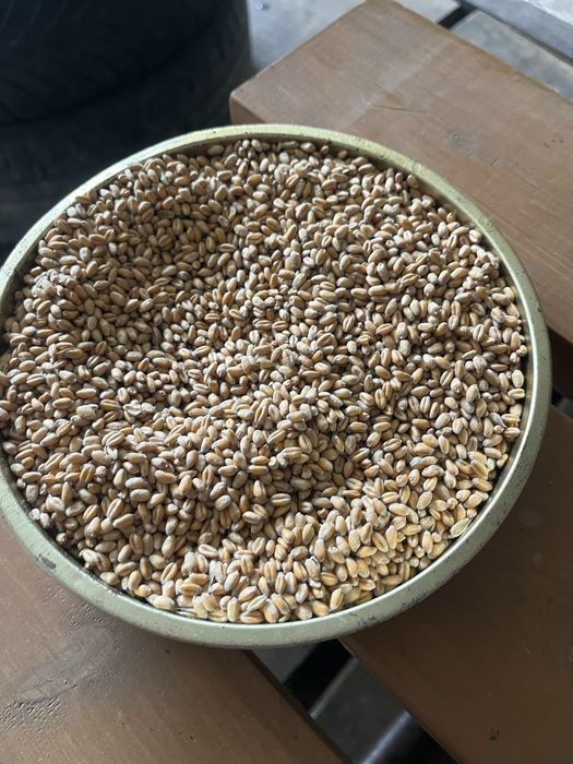 Пшениця 9 з доставкою