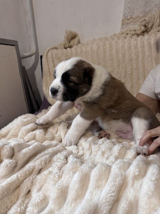 Продам цеценят САО (алабай)