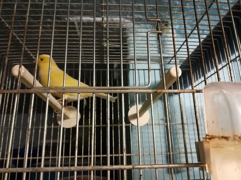 Kanarki  samce i samice różne odmiany