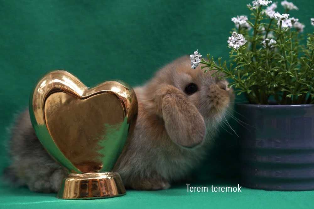 Очень милый породистый крольчонок Мини Лоп