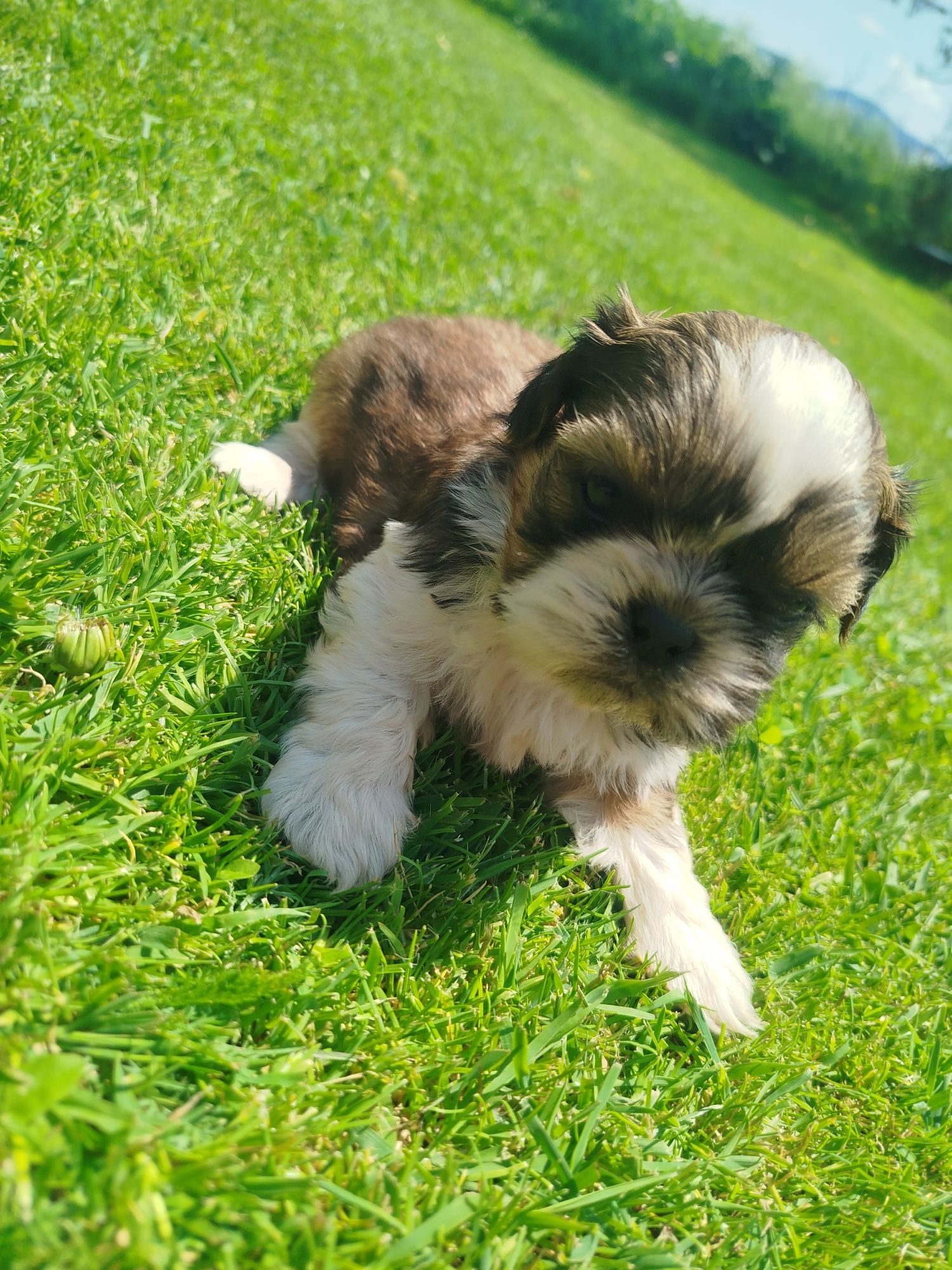 Shih tzu gotowe do odbioru