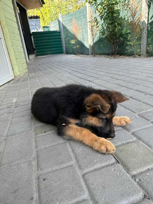 Купіть собі вірного друга — щенки вівчарки!