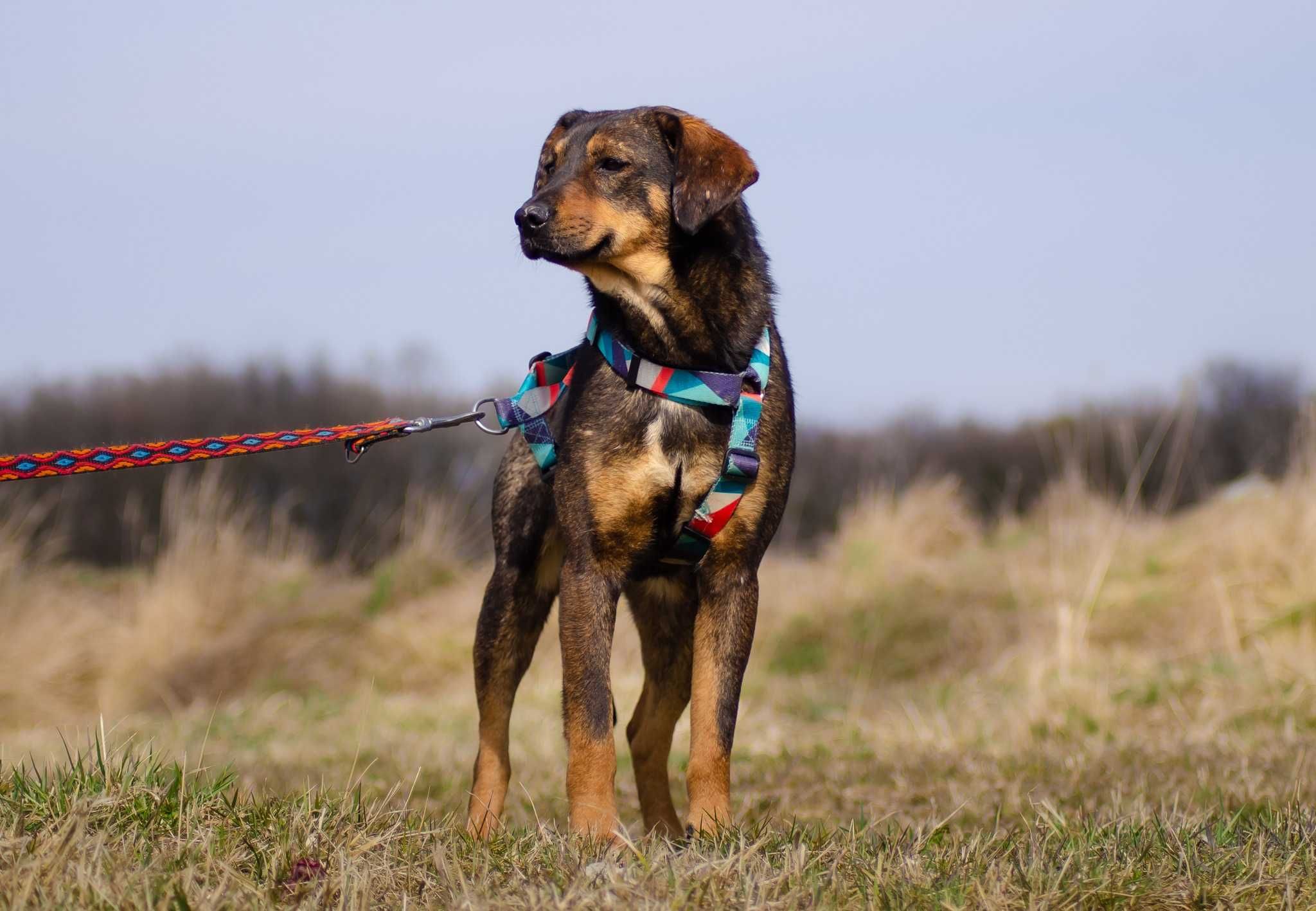 Szaruś - pokoloruj moje smutne,  psie życie - psiak do adopcji.