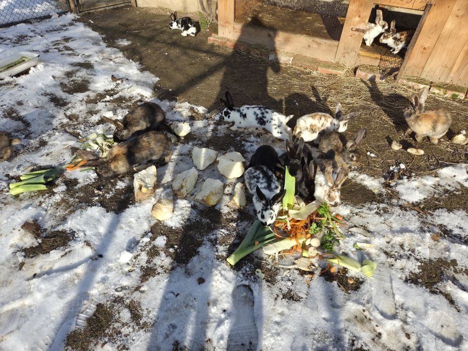 Króliki młode z wiosny