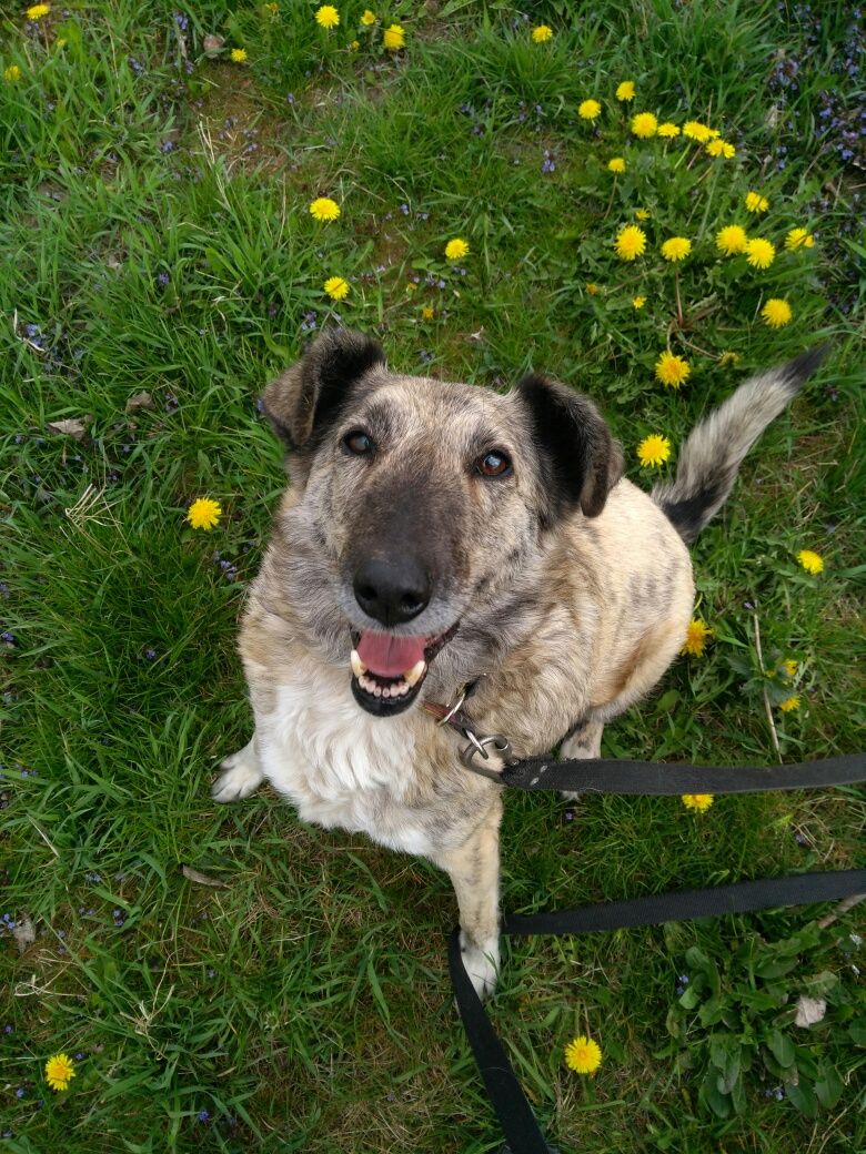 Karmi do adopcji!