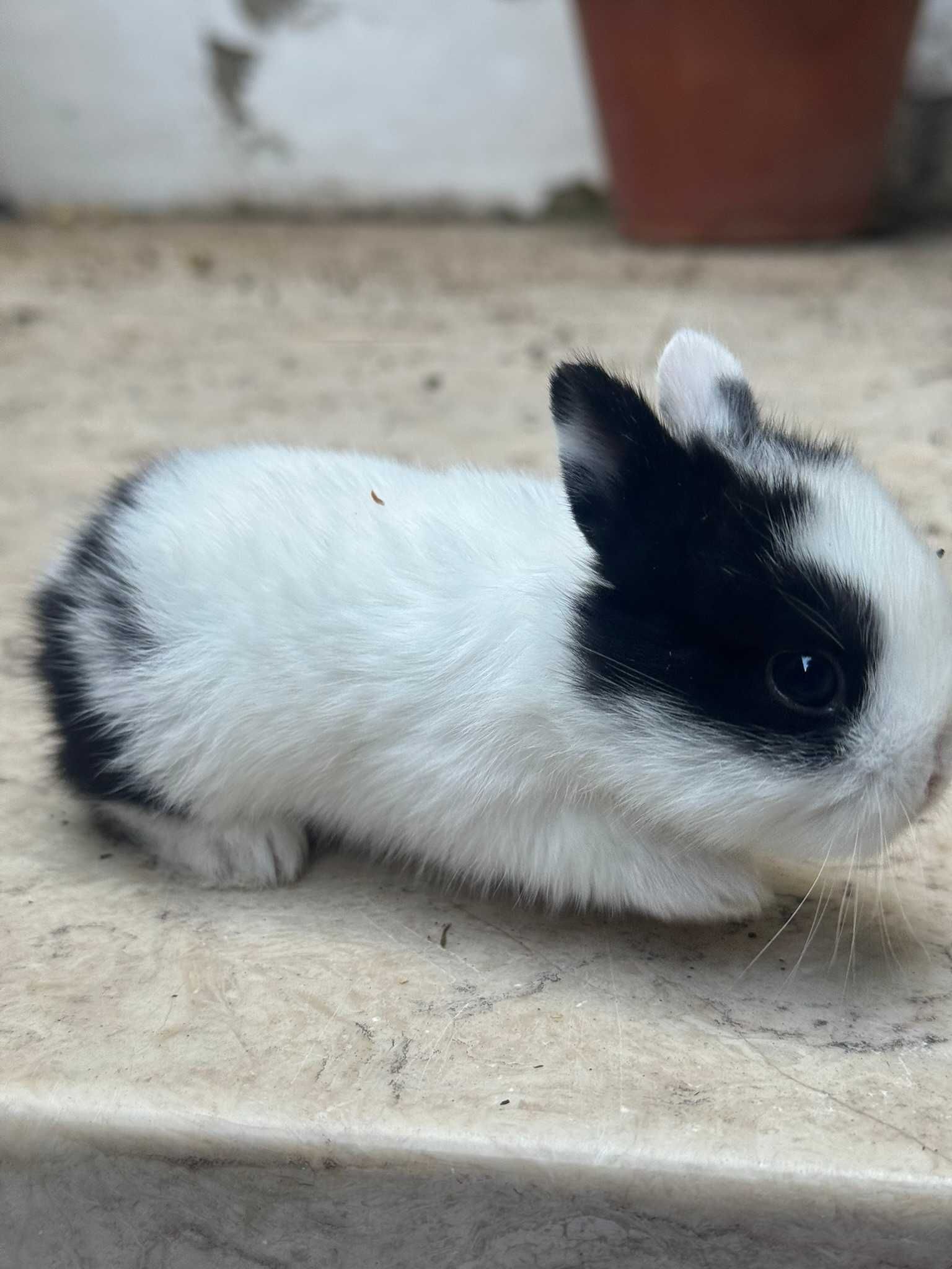 Coelhos bebe (ninhada Coelho Anão Holandes)