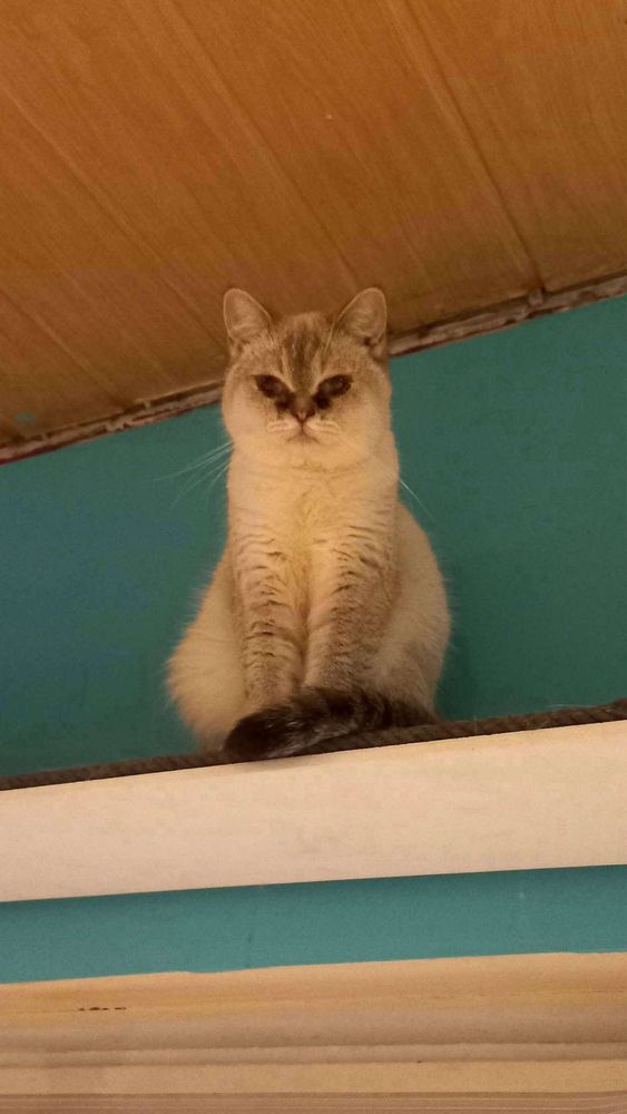 Fifi szuka domu!