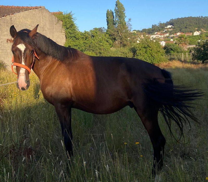 Cavalo cruzado com 6 anos