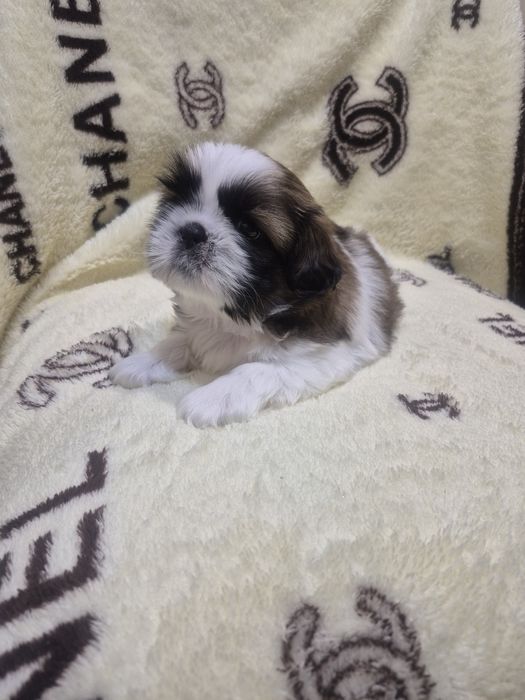 Цуценята Ши -тсу