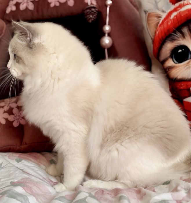 Ragdoll Kocurek hodowlano - wystawowy.