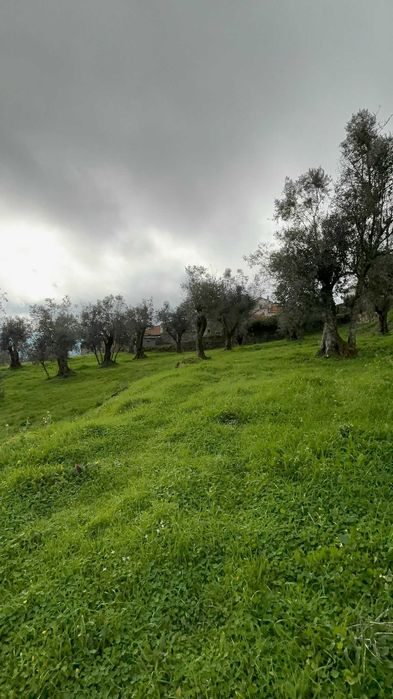 Terreno 5 mil m2 - Algodres