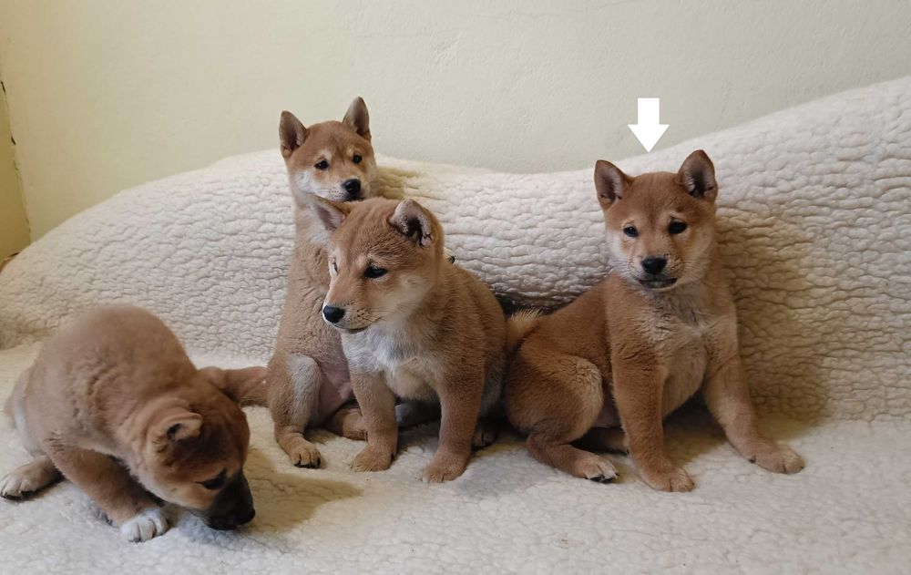 Shiba suczka z rodowodem