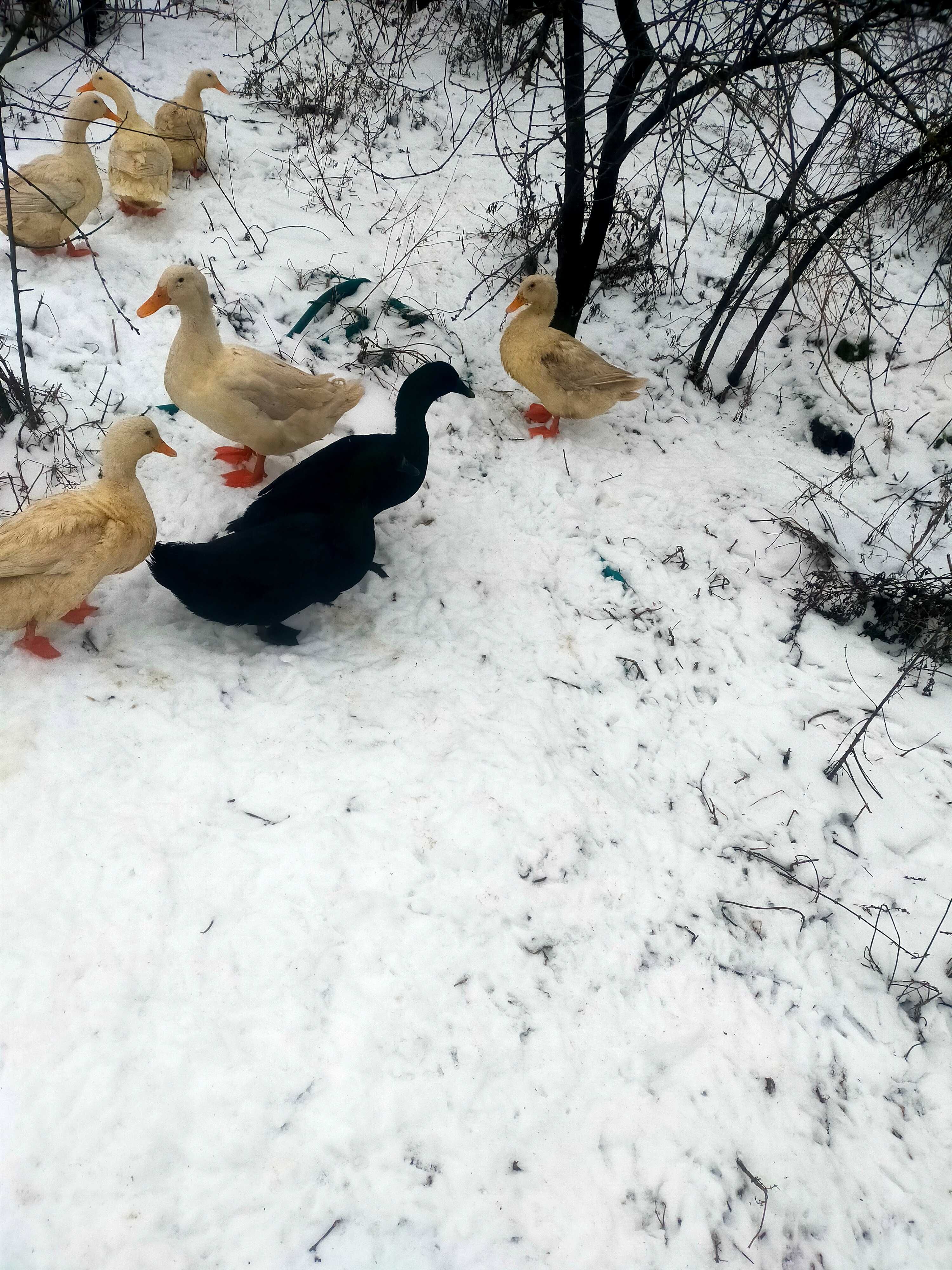 Jaja Lęgowe i spozywcze kacze kajuga i Pekin