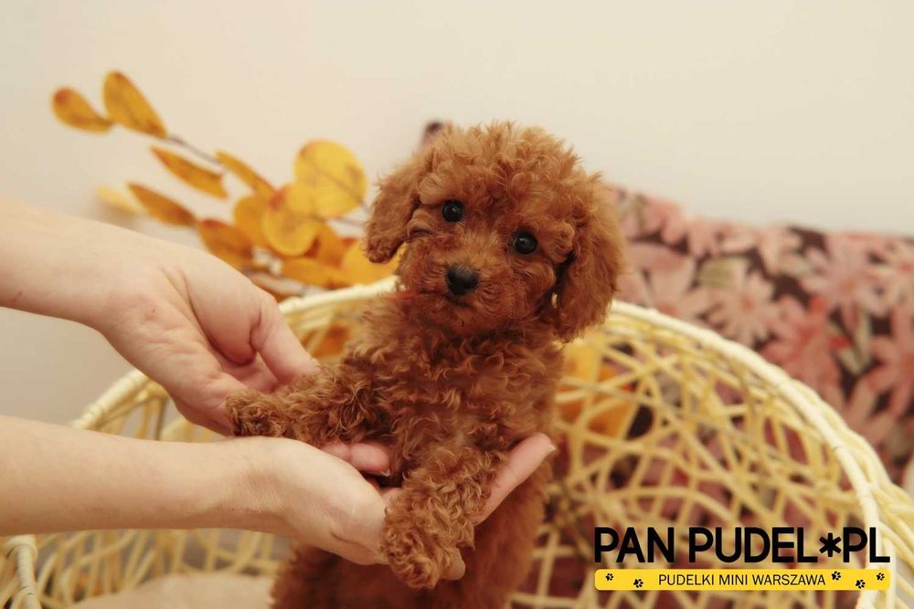 Pudel Toy Urocza Suczka Red Czerwona Niedługo Odbiór