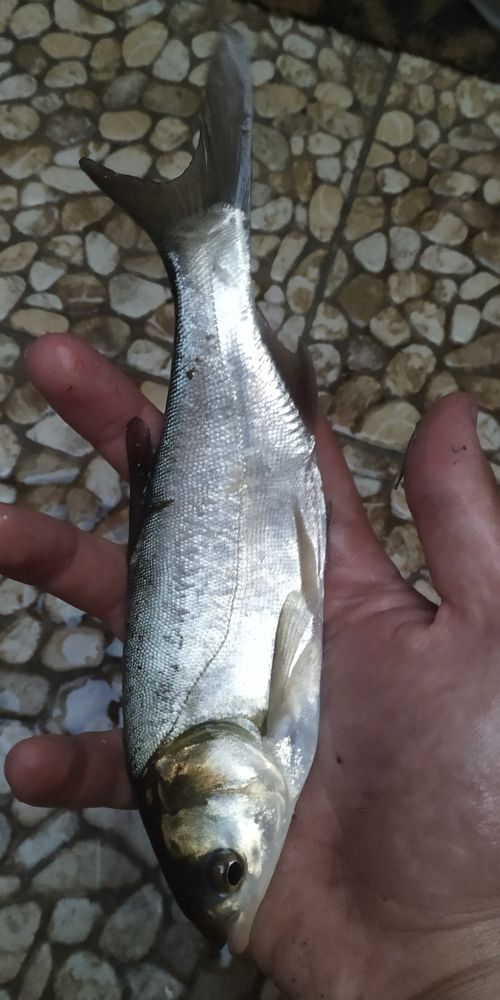 Narybek kroczek tołpygi tołpyga inne ryby do stawu i oczka