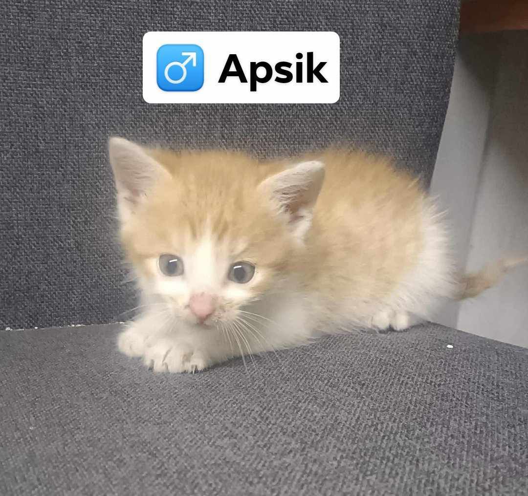 Kot koty kocur , kotki do adopcji