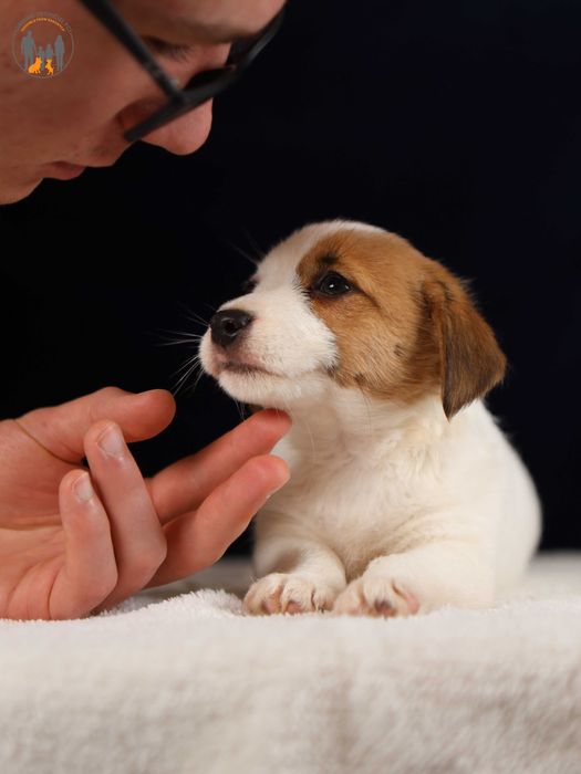 Jack Russell Terrier ZKwP FCI suczka
