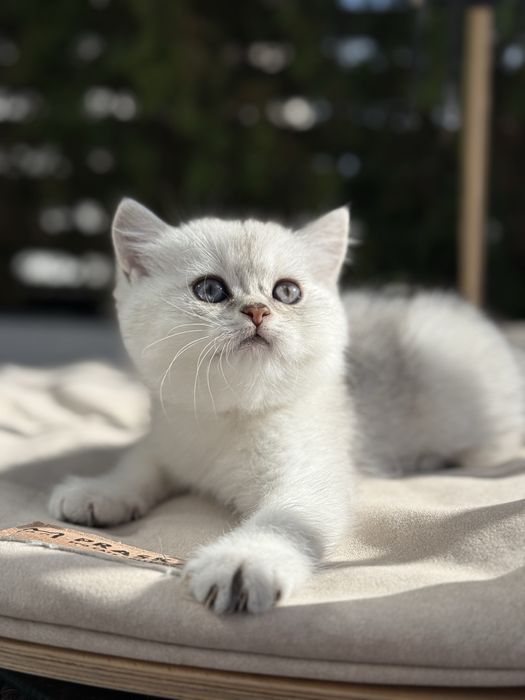 Kot brytyjski kotka krótkowłosa