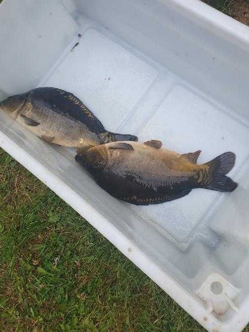 Polecam Karp towarowy