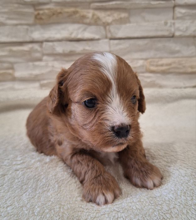 Szczeniak CAVAPOO suczka