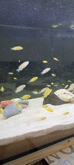 Ciclídeos Africanos Malawi - Labidochromis Caeruleus