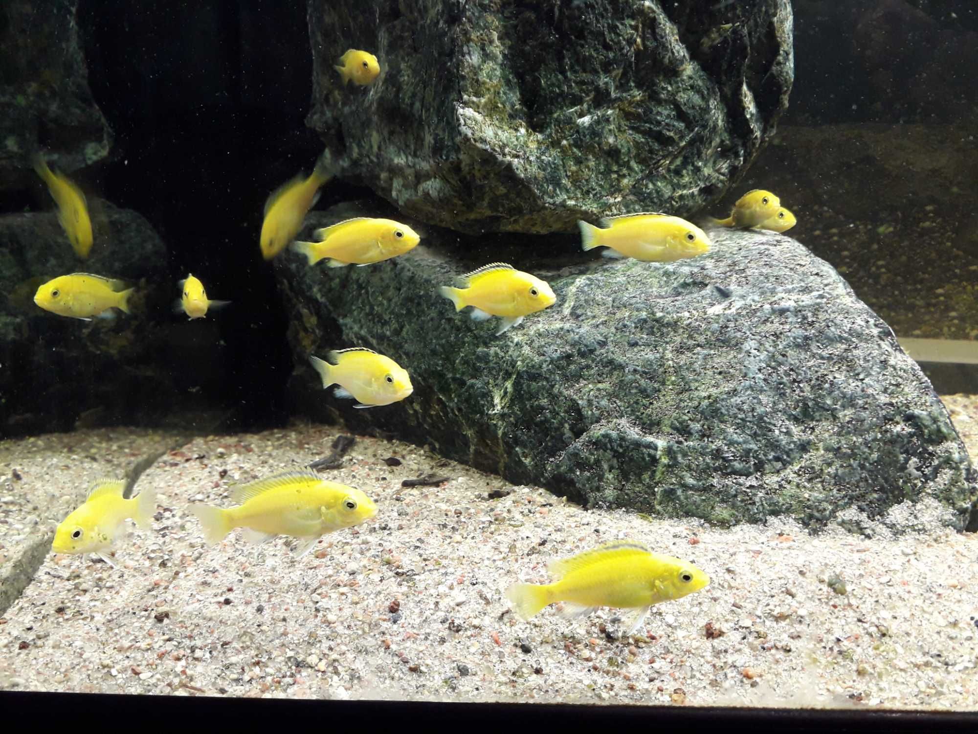 Sprzedam Pyszczaki Malawi:Labidochromis caeruleus yellow kakusa