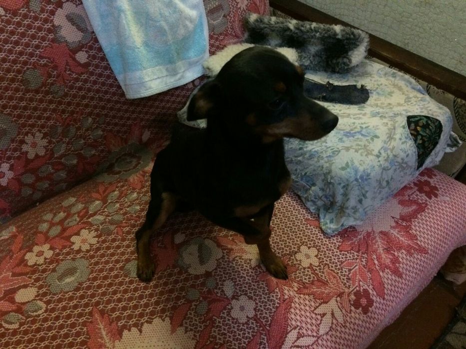 Вязка карликовый пинчер