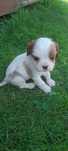 Suczka Cavalier king charles spaniel